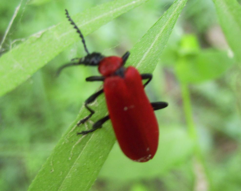 Pyrochroa coccinea (Pyrochroidae)